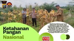 Jelang Panen, Polsek Kandis Pantau Perkembangan Jagung Pipil Kelompok Tani Arihta Jaya
