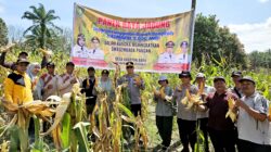 Silih Berganti Dari Desa Ke Desa Polsek Mandau Panen Jagung
