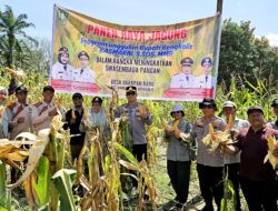 Silih Berganti Dari Desa Ke Desa Polsek Mandau Panen Jagung
