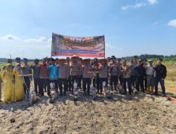 Polda Riau Tambah 15 Hektar Lahan Jagung, Polsek Kandis Jadi Kontribusi Utama Swasembada Pangan Nasional