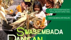 Hasilkan 3 Ton Jagung, Sinergi Polsek Kandis dan Petani Libo Jaya Perkuat Ketahanan Pangan Nasional
