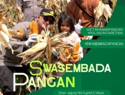 Hasilkan 3 Ton Jagung, Sinergi Polsek Kandis dan Petani Libo Jaya Perkuat Ketahanan Pangan Nasional