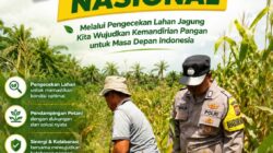 Jagung 96 Hari, Harapan Negeri Makin Tumbuh, Polsek Kandis Pantau Lahan Petani
