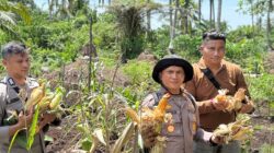 Aksi Nyata Polri di Rokan Hilir: Kapolsek Panipahan Ikut Mandmandian Keringat Panen Jagung Pipil Warga