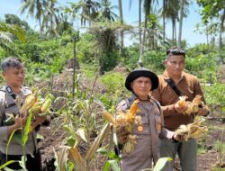 Aksi Nyata Polri di Rokan Hilir: Kapolsek Panipahan Ikut Mandmandian Keringat Panen Jagung Pipil Warga