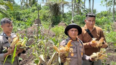 Aksi Nyata Polri di Rokan Hilir: Kapolsek Panipahan Ikut Mandmandian Keringat Panen Jagung Pipil Warga