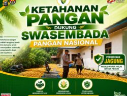 Polsek Kandis Laksanakan Penjemuran Jagung Pipil Hasil Panen 5 Hektare, Dukung Program Ketahanan Pangan Nasional
