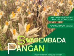Jelang Panen, Polsek Kandis Intensif Pantau Perkembangan Jagung Program Ketahanan Pangan di Lahan PT KPAK