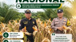 Jelang Panen Raya, Polsek Kandis Pastikan Jagung Tumpang Sari 3 Hektare di Lahan PT KPAK Tumbuh Optimal