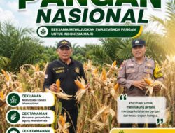 Jelang Panen Raya, Polsek Kandis Pastikan Jagung Tumpang Sari 3 Hektare di Lahan PT KPAK Tumbuh Optimal
