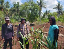 Kapolsek Panipahan Cek Perkembangan Jagung Pipil Bersama Warga, Perkuat Komitmen Dukung Ketahanan Pangan Nasional