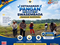Polsek Kandis Tancap Gas! Tanam Jagung 12 Hektare, Perkuat Ketahanan Pangan Nasional