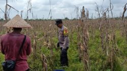Dukung Asta Cita Presiden, Polsek Sinaboi Matangkan Persiapan Panen Jagung 4 Hektar di Lahan Gambut