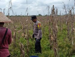 Dukung Asta Cita Presiden, Polsek Sinaboi Matangkan Persiapan Panen Jagung 4 Hektar di Lahan Gambut