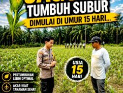 Jelang Panen Raya Polsek Mandau Tingkatkan Perawatan Jagung Pipil