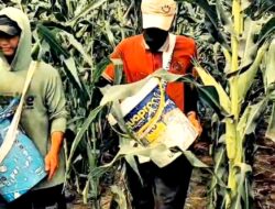Polsek Mandau Tingkatkan Perawatan Jagung Pipil Di Desa Bathin Betuah