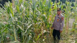 Kapolsek Panipahan Iptu Subiarto A.Tampubolon,S.H.,M.H.Pimpin Langsung Pengecekan Perkembangan Jangung Pipil di Panipahan