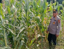 Kapolsek Panipahan Iptu Subiarto A.Tampubolon,S.H.,M.H.Pimpin Langsung Pengecekan Perkembangan Jangung Pipil di Panipahan