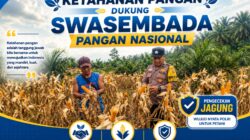 Jelang Panen, Polsek Kandis Intensif Pantau Jagung Tumpang Sari di Lahan PT KPAK Demi Dukung Ketahanan Pangan Nasional.