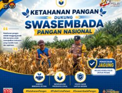 Jelang Panen, Polsek Kandis Intensif Pantau Jagung Tumpang Sari di Lahan PT KPAK Demi Dukung Ketahanan Pangan Nasional.