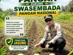 Kapolsek Kandis Turun Langsung ke Lahan Jagung, Pastikan Program Ketahanan Pangan Nasional Tetap Berjalan Optimal