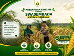 Jelang Panen, Polsek Kandis Intensif Pantau Jagung Tumpang Sari untuk Dukung Ketahanan Pangan Nasional