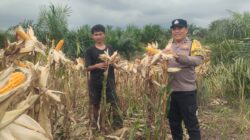 Polsek Kandis Perkuat Budaya Gotong royong Bersama Petani, Wujudkan Hasil Ketahanan Pangan yang Melimpah