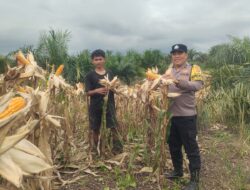 Polsek Kandis Perkuat Budaya Gotong royong Bersama Petani, Wujudkan Hasil Ketahanan Pangan yang Melimpah