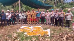 Polsek Kandis Panen Raya Jagung 3 Ton, Wujud Nyata Dukung Program Ketahanan Pangan Nasional