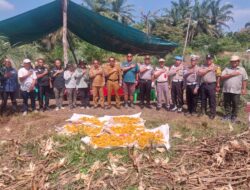 Polsek Kandis Panen Raya Jagung 3 Ton, Wujud Nyata Dukung Program Ketahanan Pangan Nasional