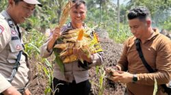 Dukung Ketahanan Pangan Nasional, Polsek Panipahan Turun Langsung Panen Jagung Bersama Masyarakat