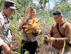 Dukung Ketahanan Pangan Nasional, Polsek Panipahan Turun Langsung Panen Jagung Bersama Masyarakat