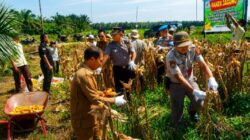 Hari Kedua, Polsek Kandis Sukseskan Panen Jagung di Kampung Sam-Sam