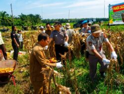Hari Kedua, Polsek Kandis Sukseskan Panen Jagung di Kampung Sam-Sam