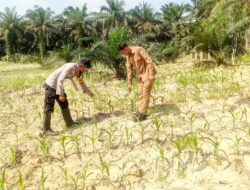 Pengelolaan Lahan Perawatan Jagung Polsek Mandau Didesa Bathin Betuah
