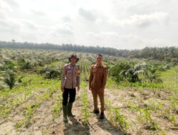 Rutin Chek Pertumbuhan Jagung Polsek Mandau Pastikan Ketahanan Pangan