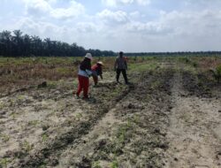 Polisi Cinta Petani, Polsek Kandis Intensif Rawat Jagung untuk Masa Depan Pangan Indonesia