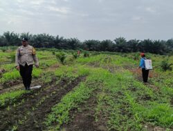 POLSEK KANDIS LAKUKAN PENGECEKAN LAHAN TUMPANG SARI JAGUNG 12 HEKTARE, DUKUNG PROGRAM KETAHANAN PANGAN NASIONAL