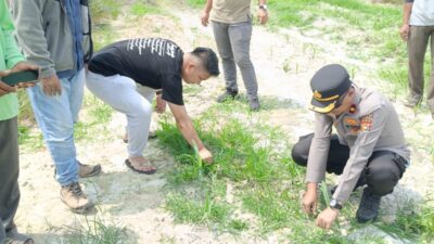 Kapolsek Kandis Dampingi Tim SDM Polda Riau Tinjau Lahan Jagung 12 Hektare di Kandis