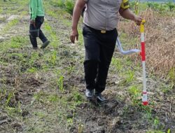 Tanaman Jagung Memasuki Fase Pemupukan, Polsek Kandis Pastikan Program Ketahanan Pangan Berjalan Optimal
