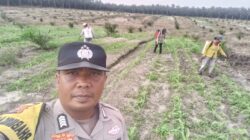 Polsek Kandis Pastikan Perawatan Jagung Berjalan Optimal, Dukung Program Swasembada Pangan Nasional