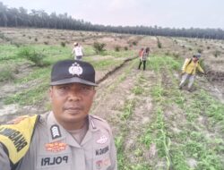 Polsek Kandis Pastikan Perawatan Jagung Berjalan Optimal, Dukung Program Swasembada Pangan Nasional