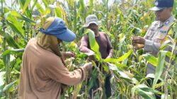 Sinergi Polri dan Petani Berbuah Manis, Polsek Kandis Panen Raya Jagung 2 Ton