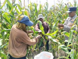 Sinergi Polri dan Petani Berbuah Manis, Polsek Kandis Panen Raya Jagung 2 Ton