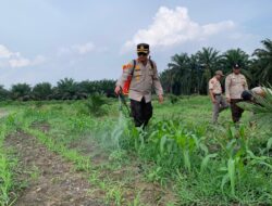 Polsek Kandis Dampingi Penyemprotan Gulma, Kapolsek Turun Langsung Rawat Jagung Program Ketahanan Pangan