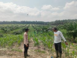 Program Ketahanan Pangan Polsek Mandau Terus Rawat Jagung