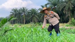 POLSEK KANDIS TERUS KAWAL KETAHANAN PANGAN, KAPOLSEK BESERTA WAKA POLSEK LAKUKAN PEMBERSIHAN GULMA DI LAHAN JAGUNG