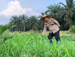 POLSEK KANDIS TERUS KAWAL KETAHANAN PANGAN, KAPOLSEK BESERTA WAKA POLSEK LAKUKAN PEMBERSIHAN GULMA DI LAHAN JAGUNG