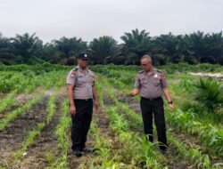 Polri Hadir untuk Petani! Polsek Kandis Kawal Jagung 12 Hektare Demi Wujudkan Swasembada Pangan Nasional