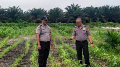 Polri Hadir untuk Petani! Polsek Kandis Kawal Jagung 12 Hektare Demi Wujudkan Swasembada Pangan Nasional